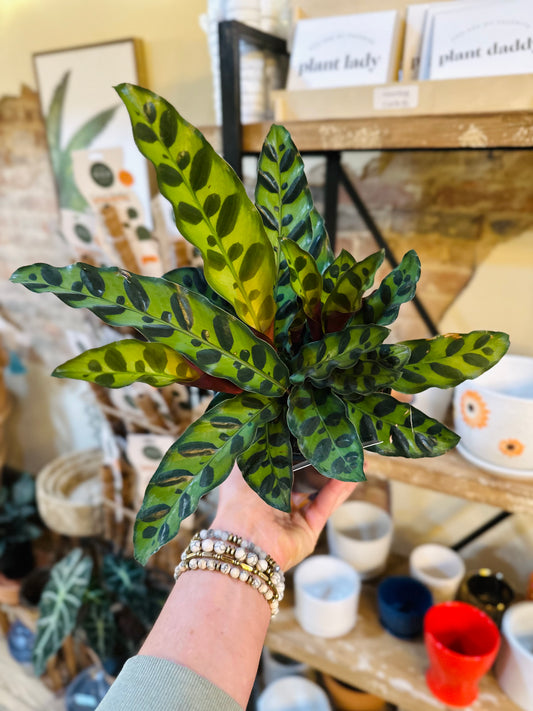 6" Calathea Rattlesnake