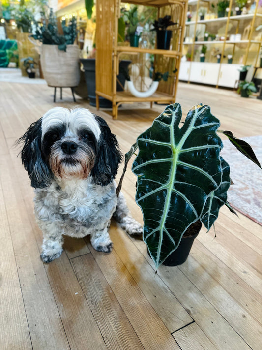 6" Alocasia Polly