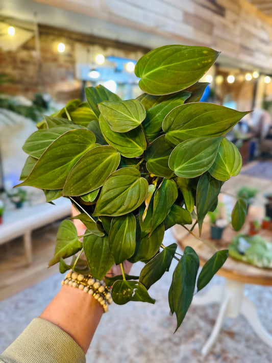 6" Philodendron Micans