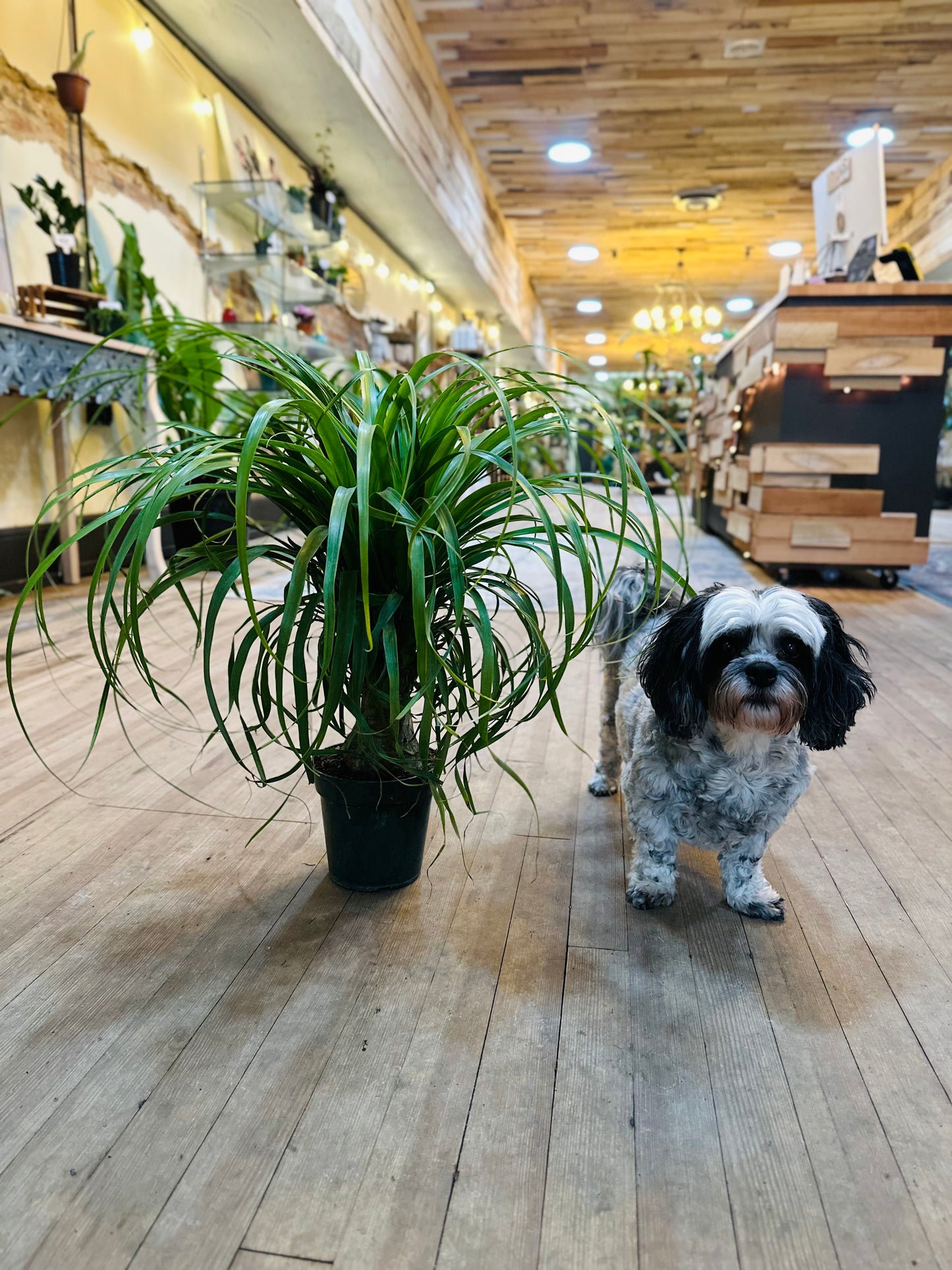 6" Ponytail Palm