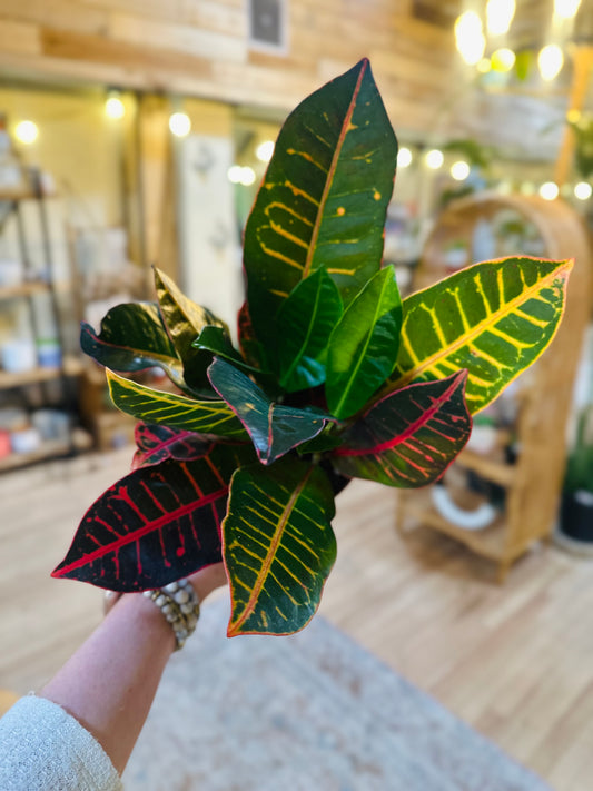 4" Croton Petra