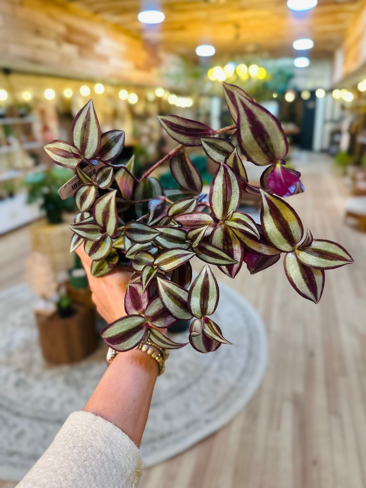 4" Tradescantia Zebrina