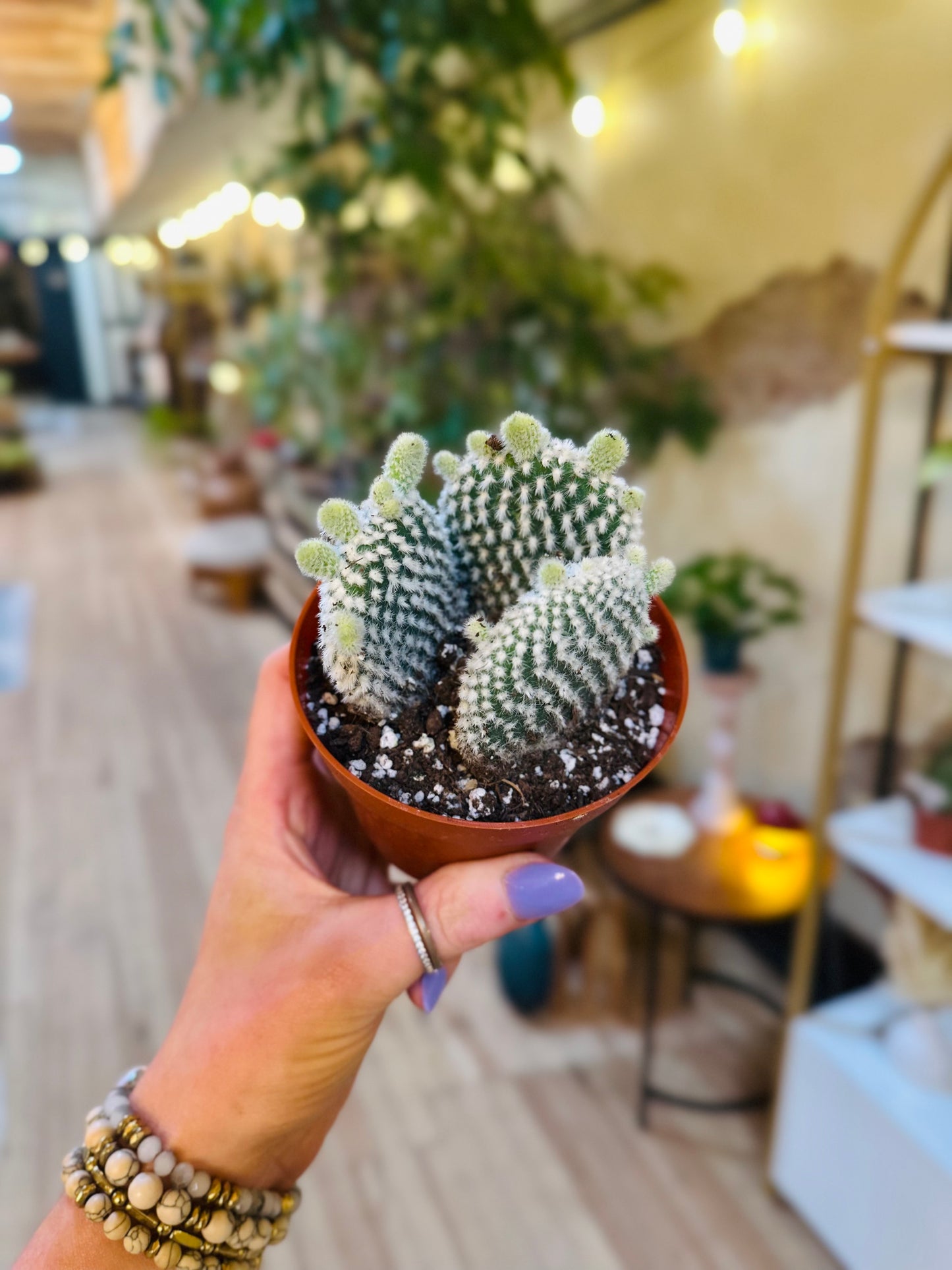 4" Opuntia Microdasys Albata