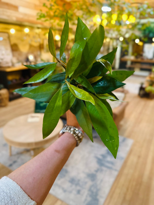 4" Ardisia