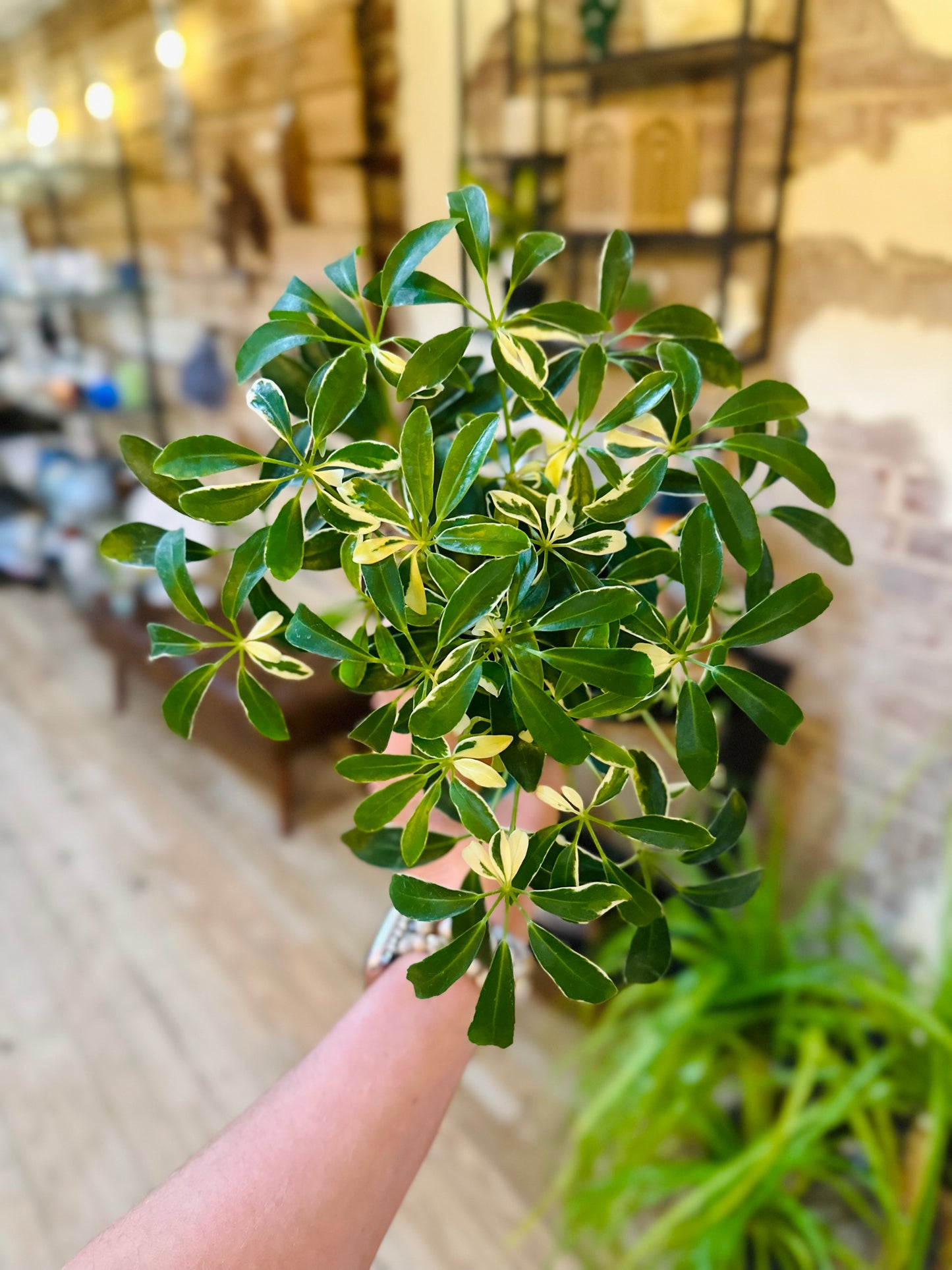 4" Schefflera Arboricola Variegated
