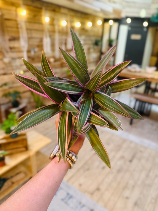 4" Tradescantia Rhoeo