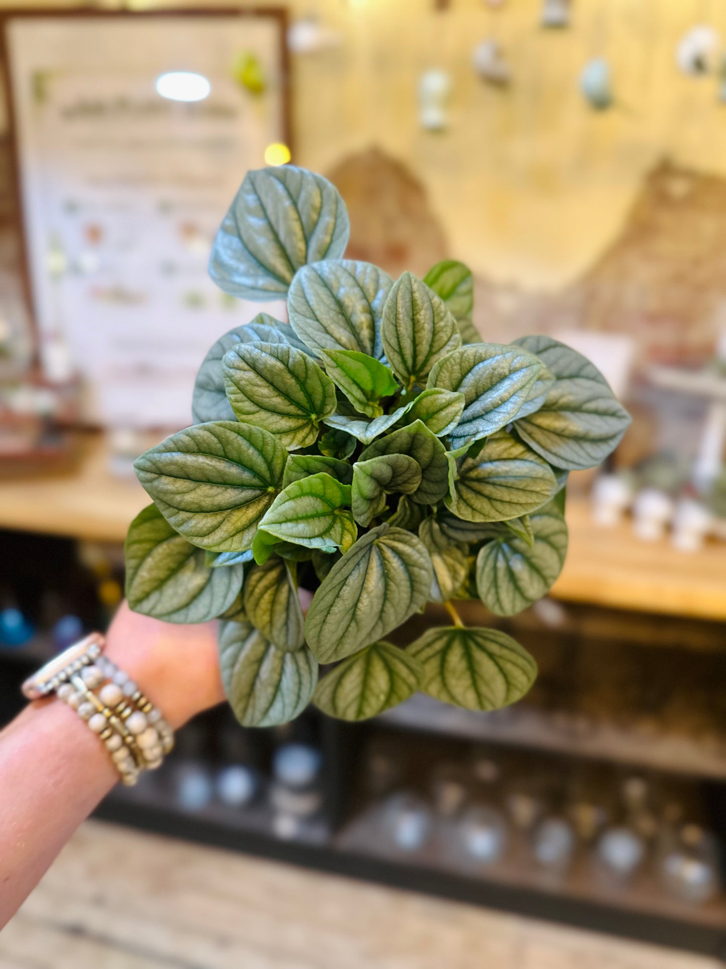 4" Peperomia Frost