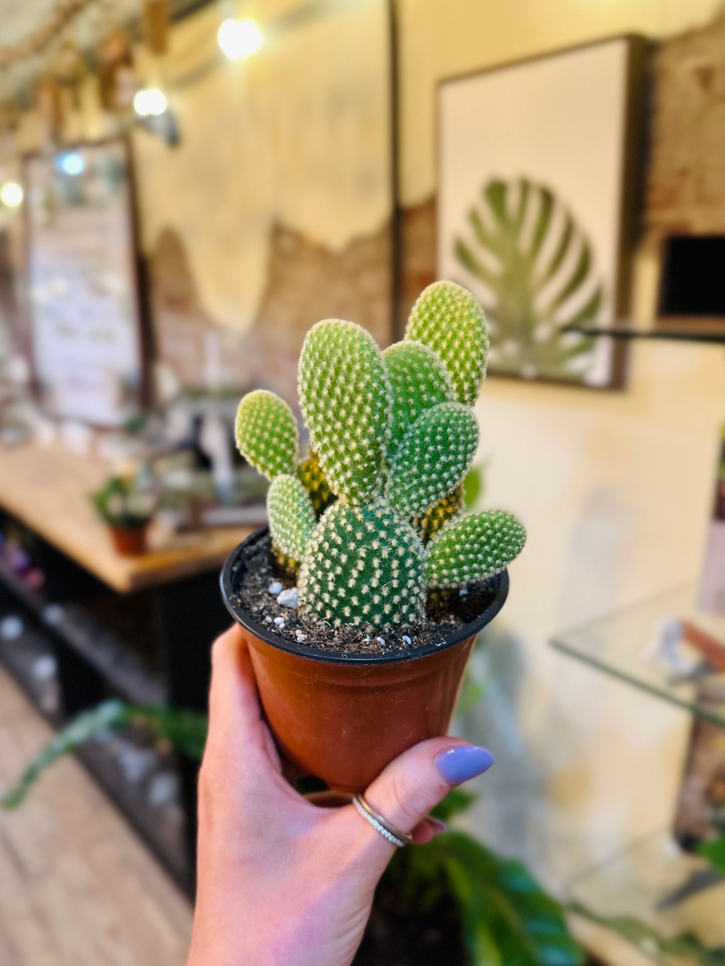 4" Bunny Ears Cactus