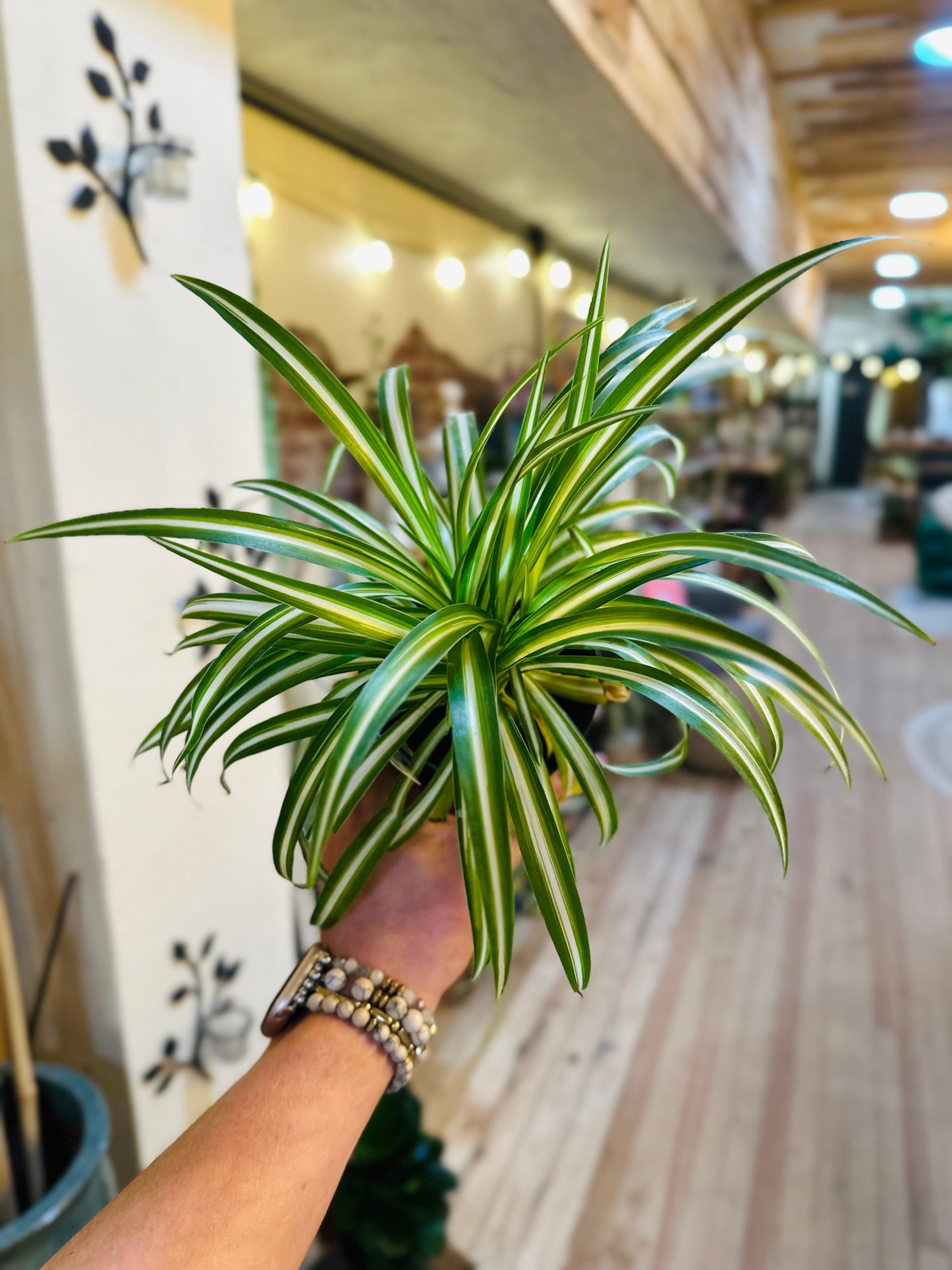 4" Spider Plant