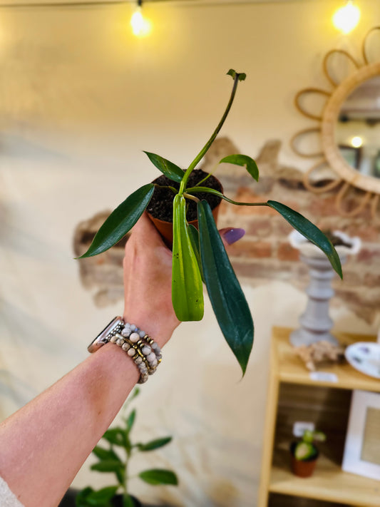 3" Philodendron Joepii