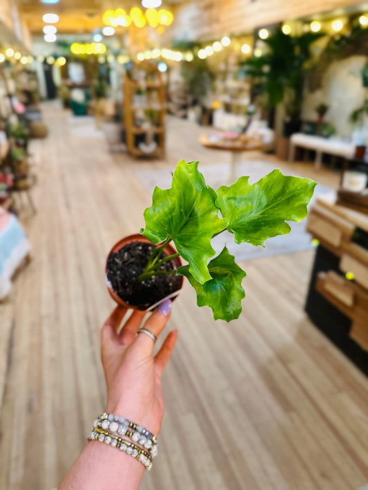 3" Philodendron Hope