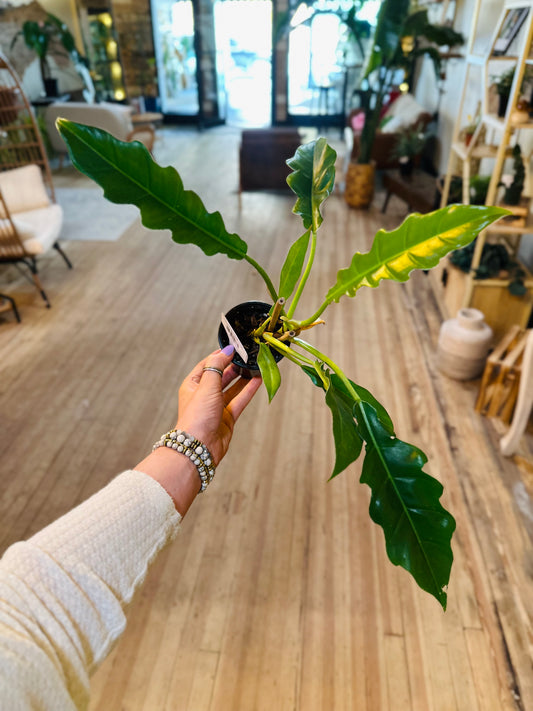 3" Philodendron Jungle Boogie