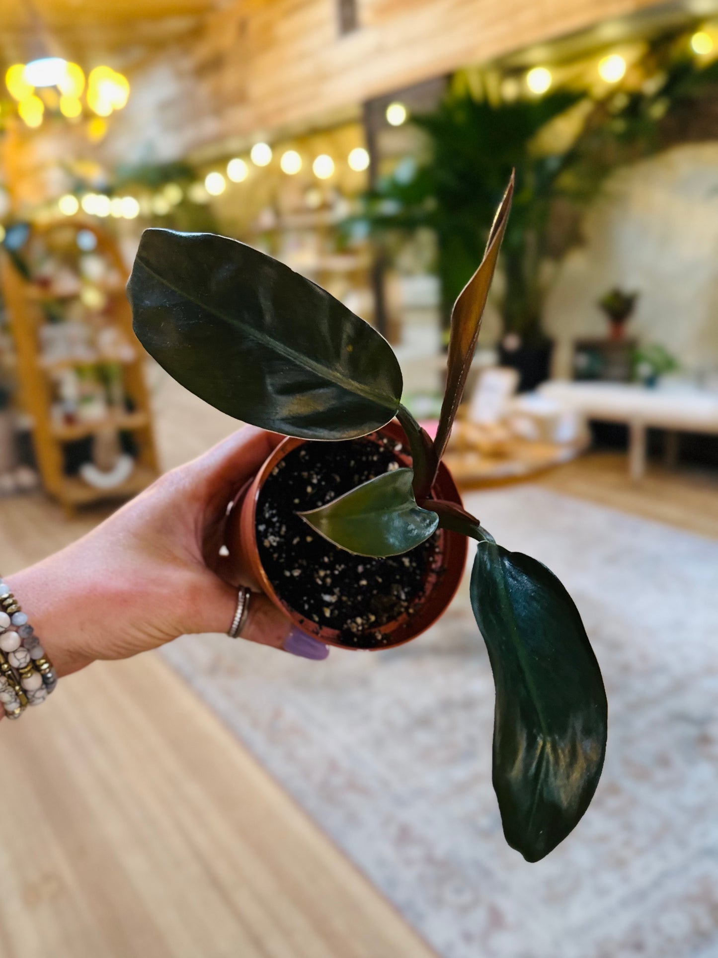 3" Philodendron Imperial Red