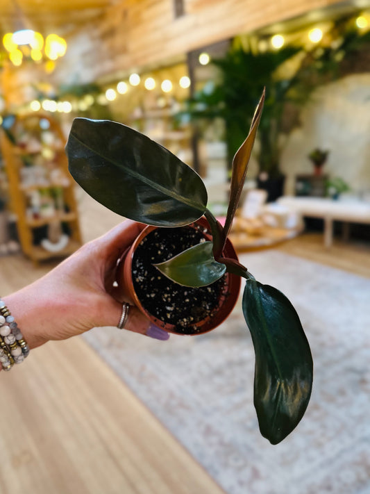 3" Philodendron Imperial Red