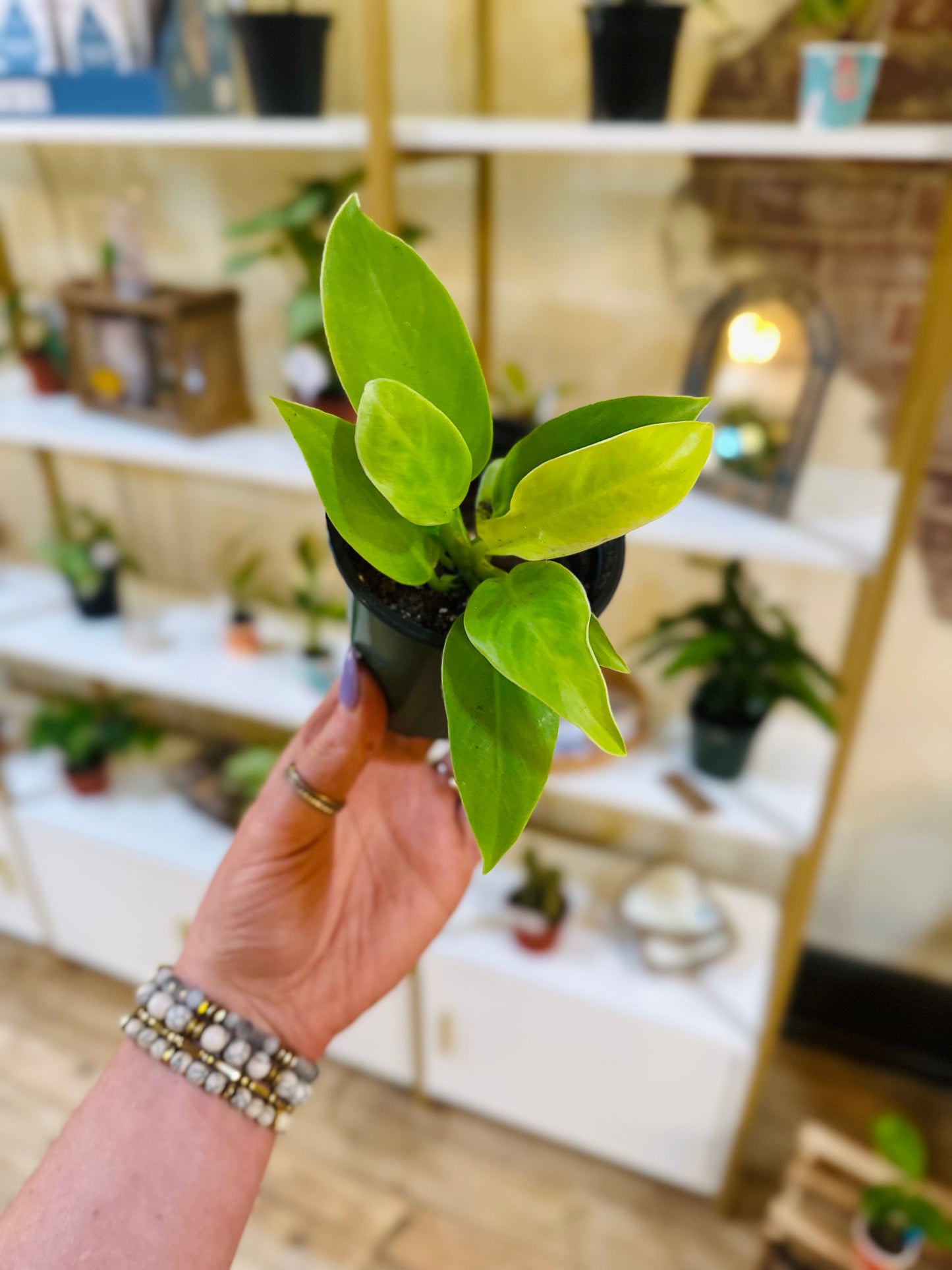 3" Philodendron Moonlight