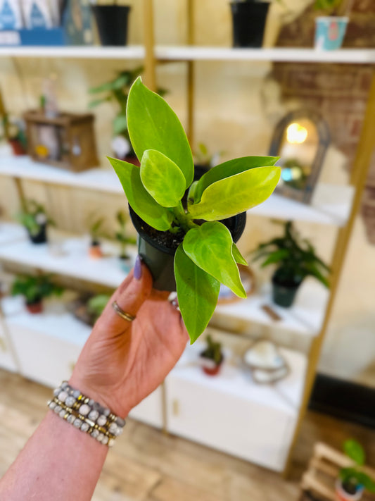 3" Philodendron Moonlight