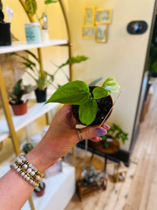 3" Anthurium Fingers