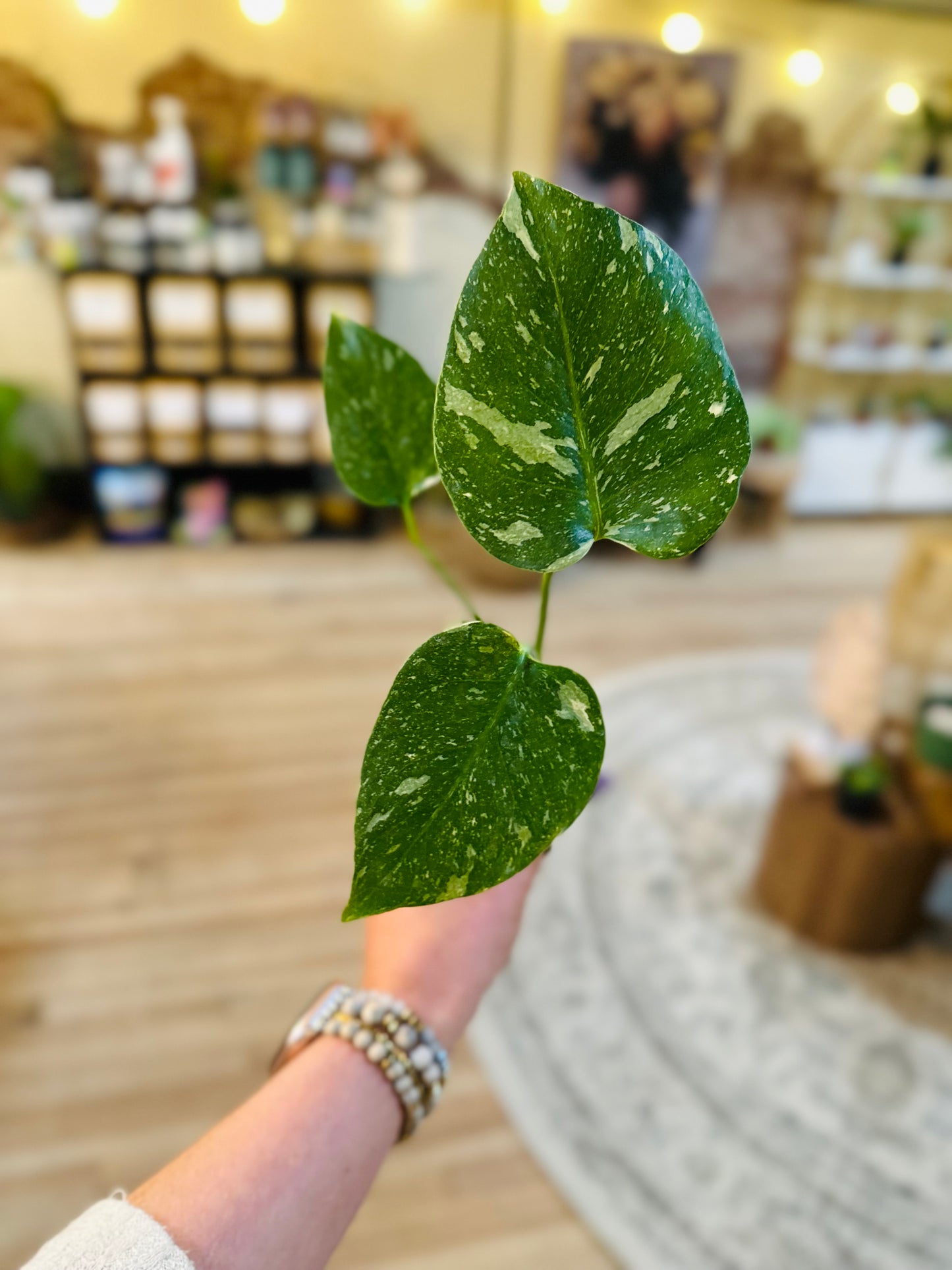2" Monstera Thai Constellation