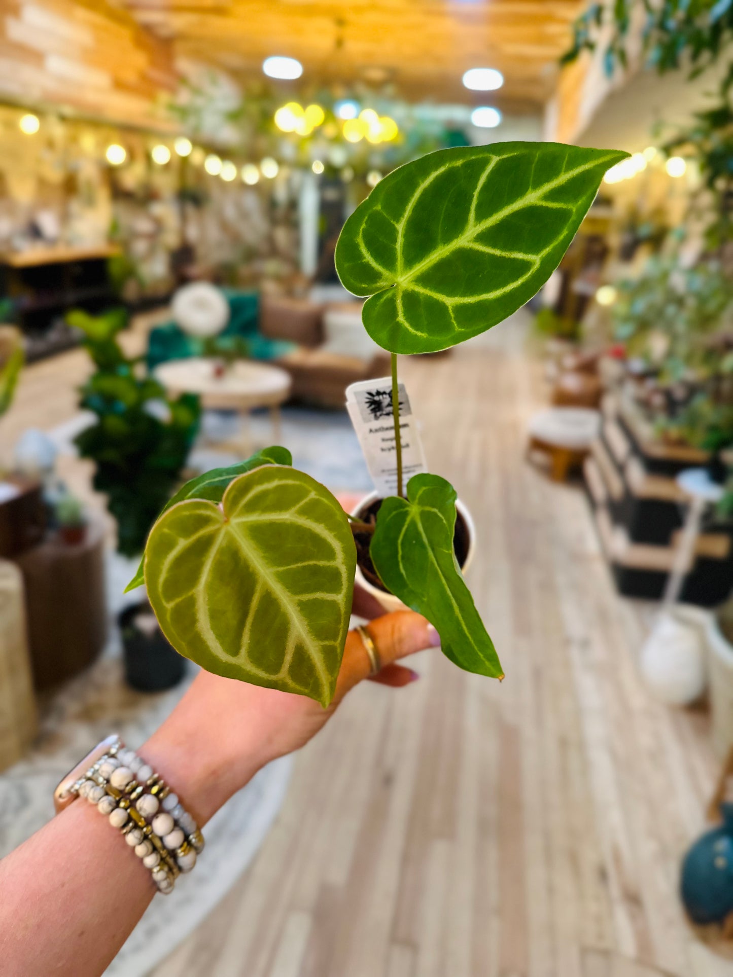 3.5" Anthurium Regale