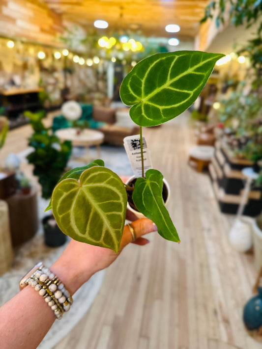 3.5" Anthurium Regale