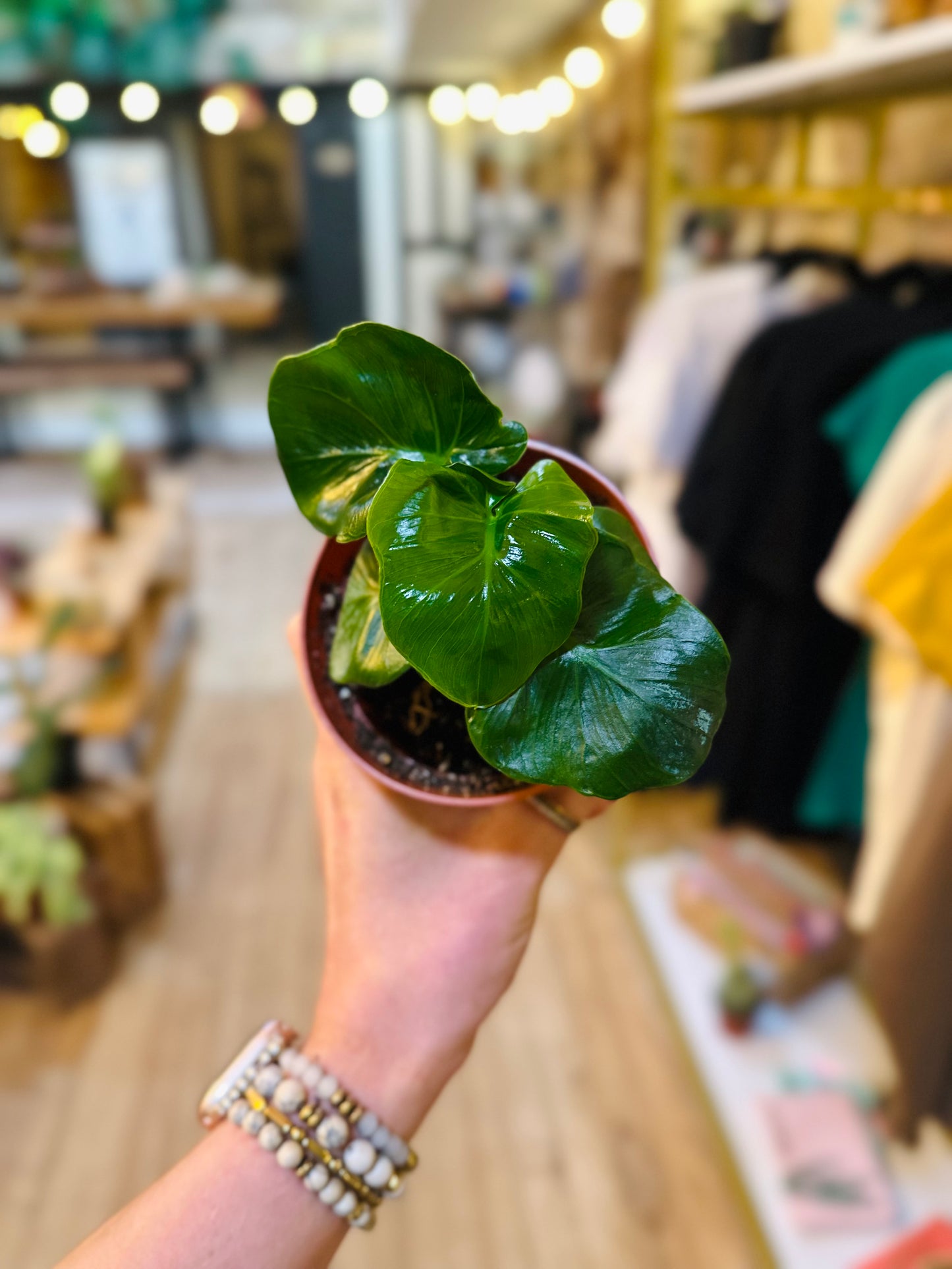 4" Philodendron Atom