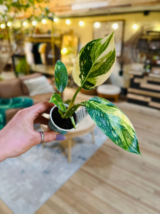 2" Philodendron Green Congo