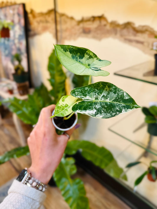 2" Alocasia Frydek Variegated