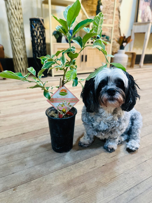 5" Pink Variegated Lemon Tree