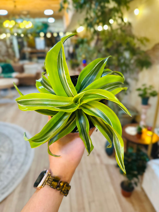 4" Dracaena Lemon Surprise