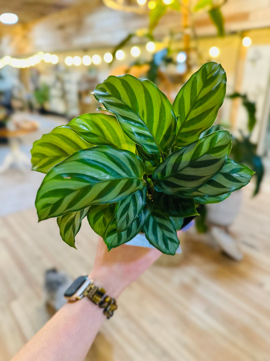 4" Calathea Freddie