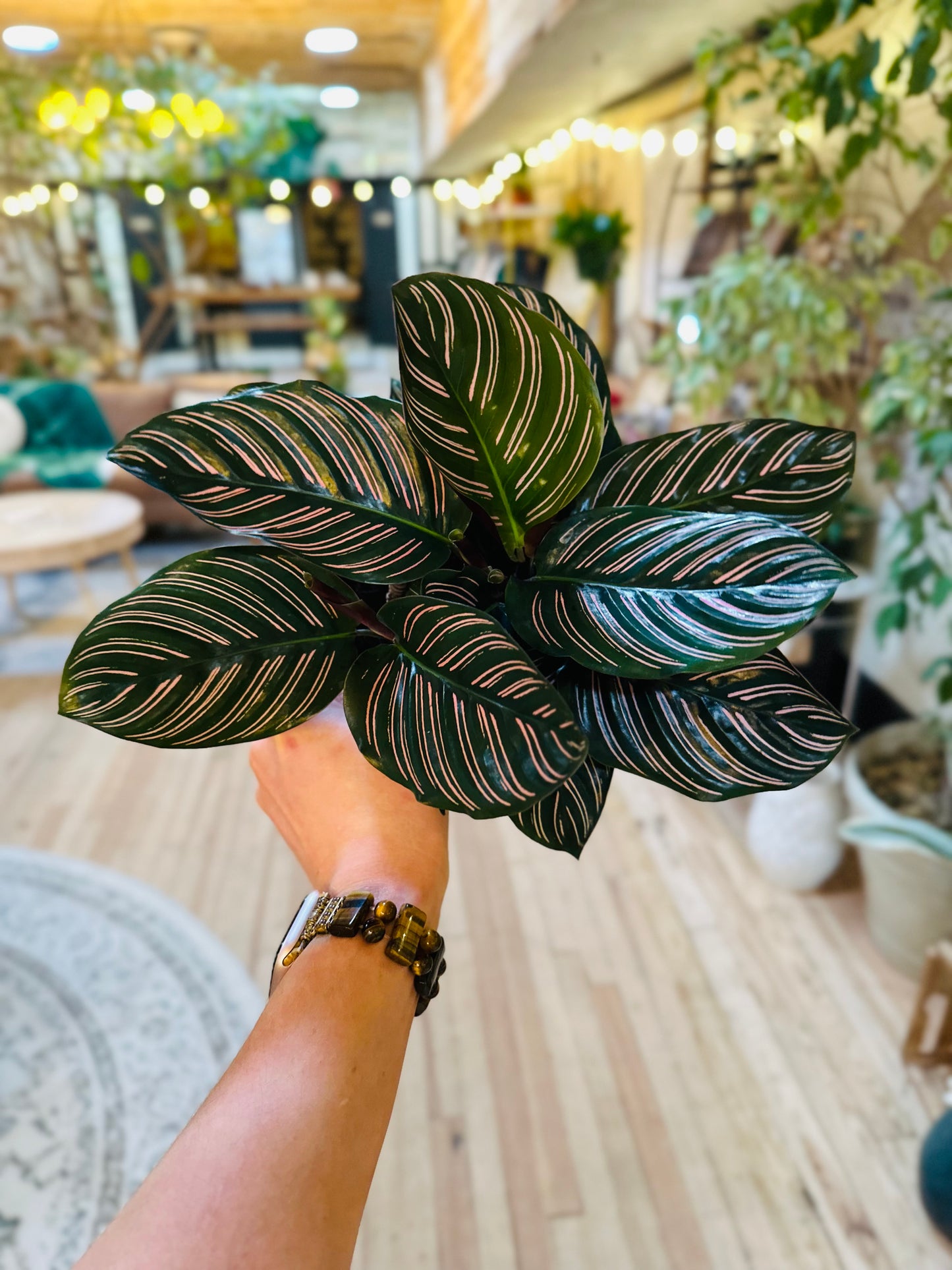 6" Calathea Ornata