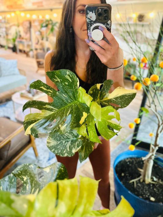 6" Monstera Thai Constellation