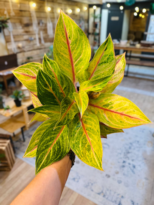 6" Aglaonema Golden Fluorite