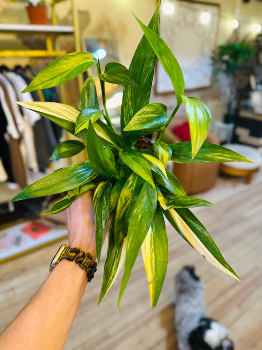 6" Epipremnum Amplissimum Variegated