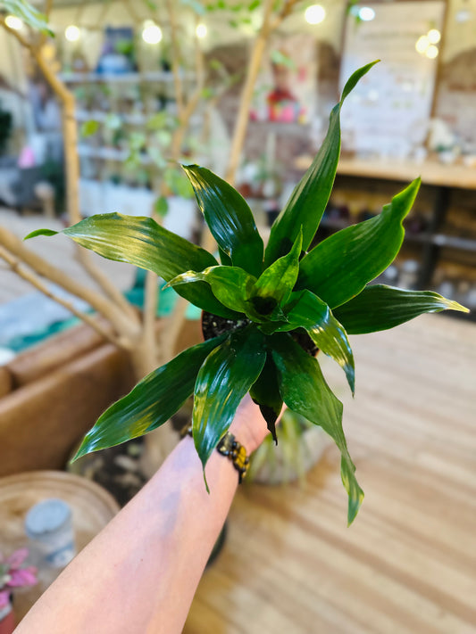4" Dracaena Janet Craig