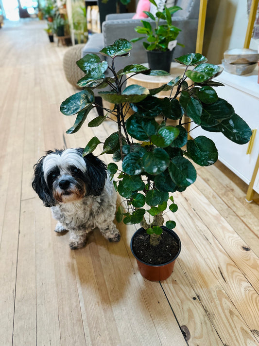 6" Aralia Fabian Stump