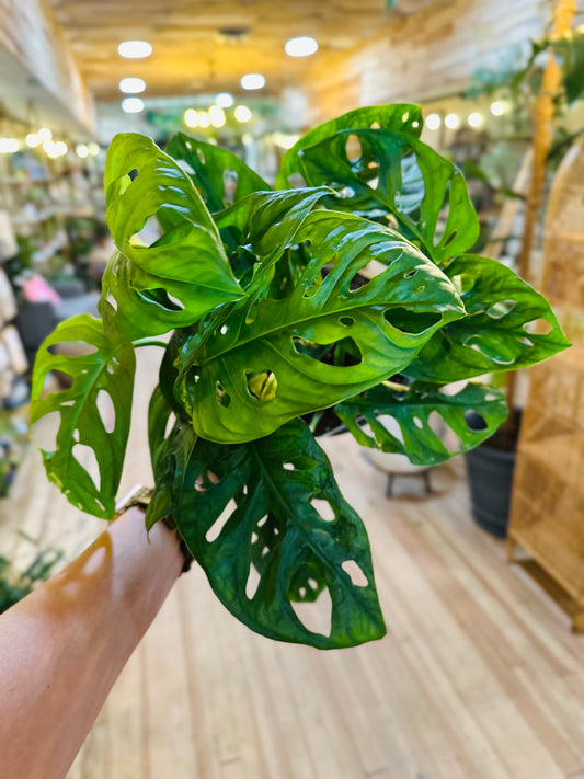 6" Monstera Adansonii