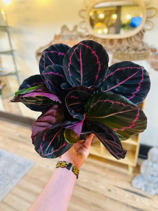 6" Calathea Dottie
