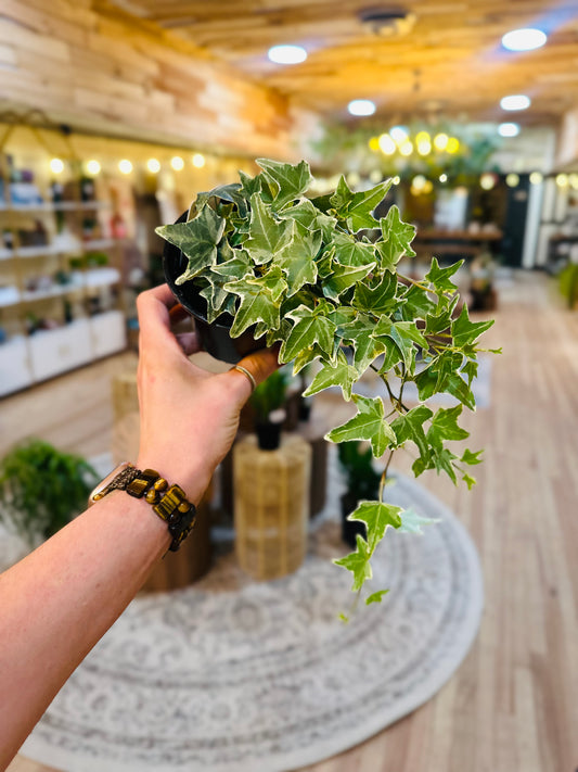 4" Variegated English Ivy