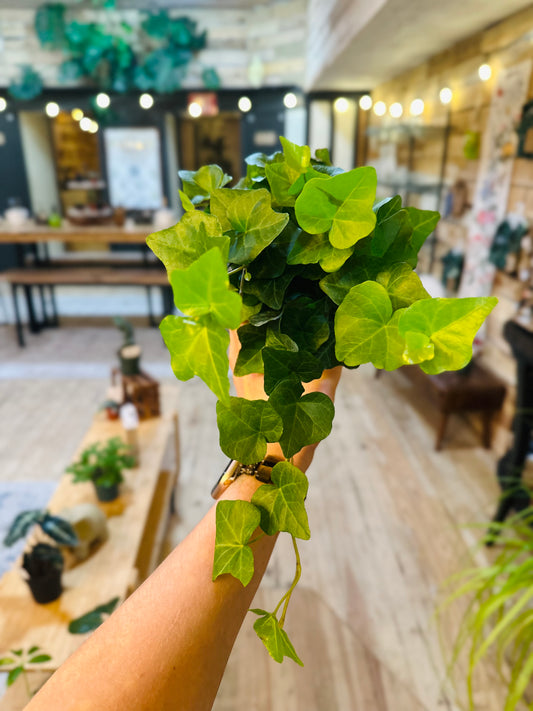 4" English Ivy