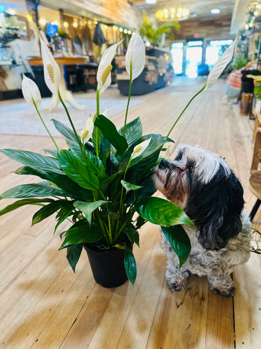 6” Peace Lily