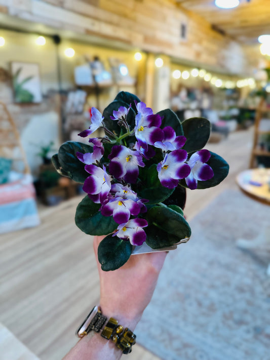4" African Violet