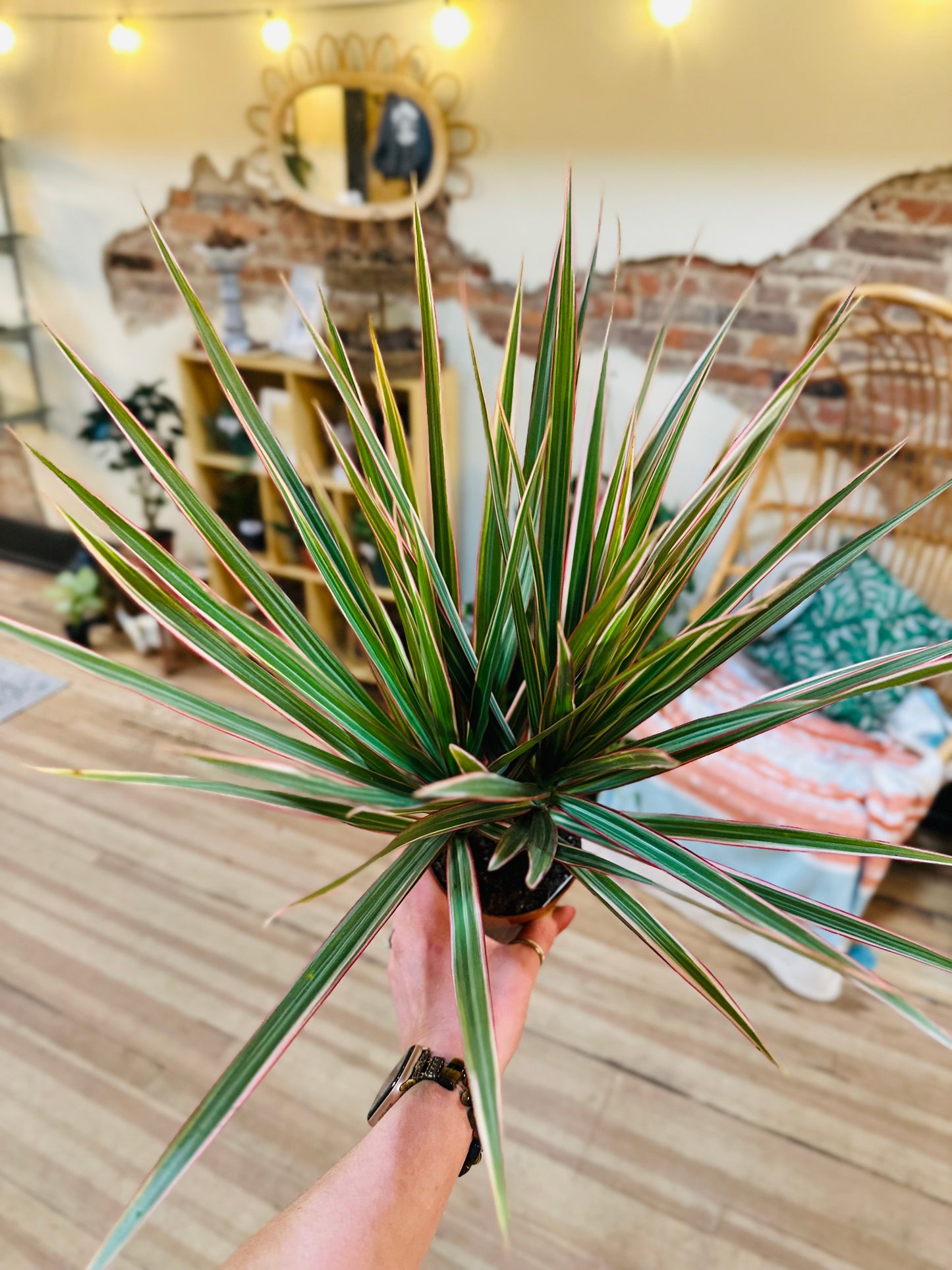 4" Dracaena Bicolor