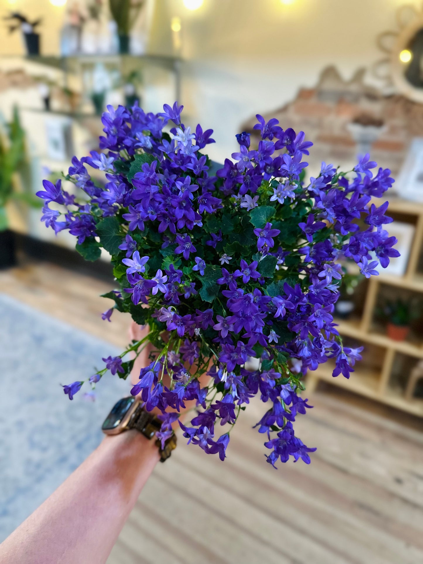 4" Campanula Purple
