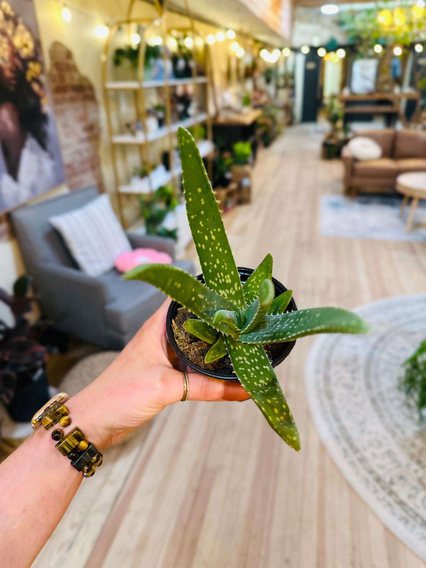 4" Aloe Vera