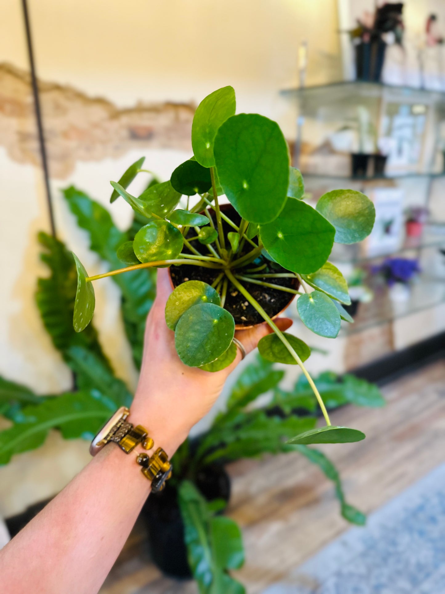 4" Pilea Peperomioides