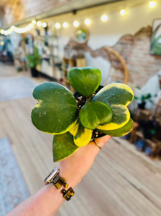 4" Hoya Kerrii Variegated