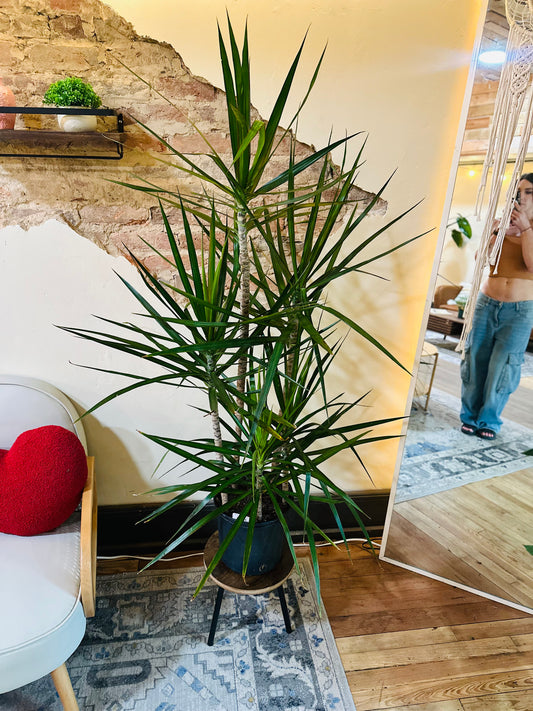 10" Dracaena Marginata