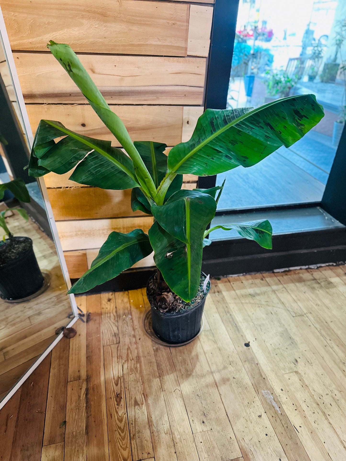 10" Banana Tree