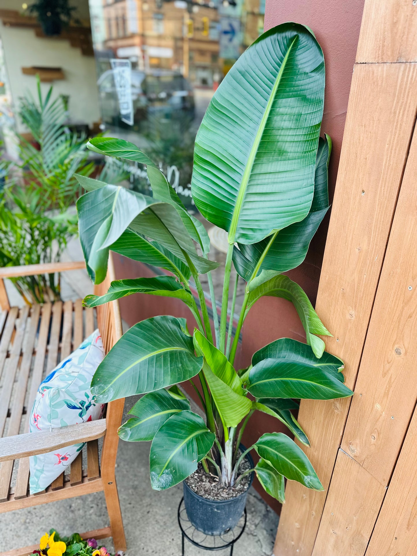 10" Bird of Paradise
